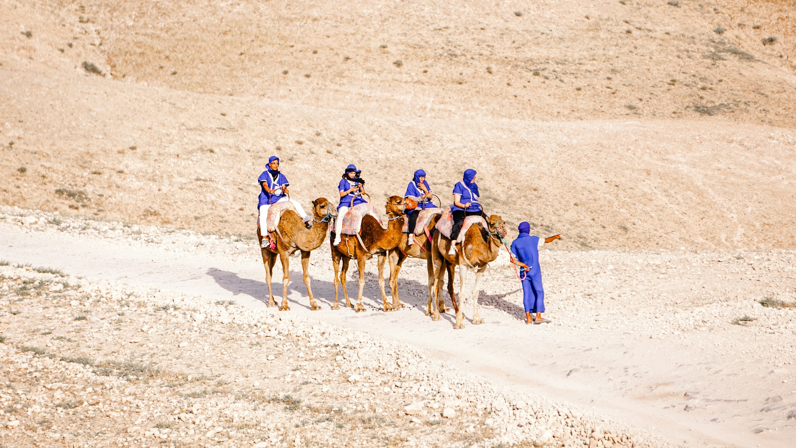 جولة على ظهر الجمل في أكفاي