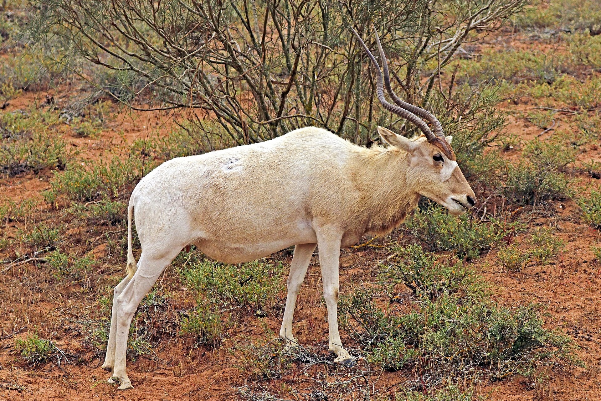 Parc national Souss-Massa, Maroc
