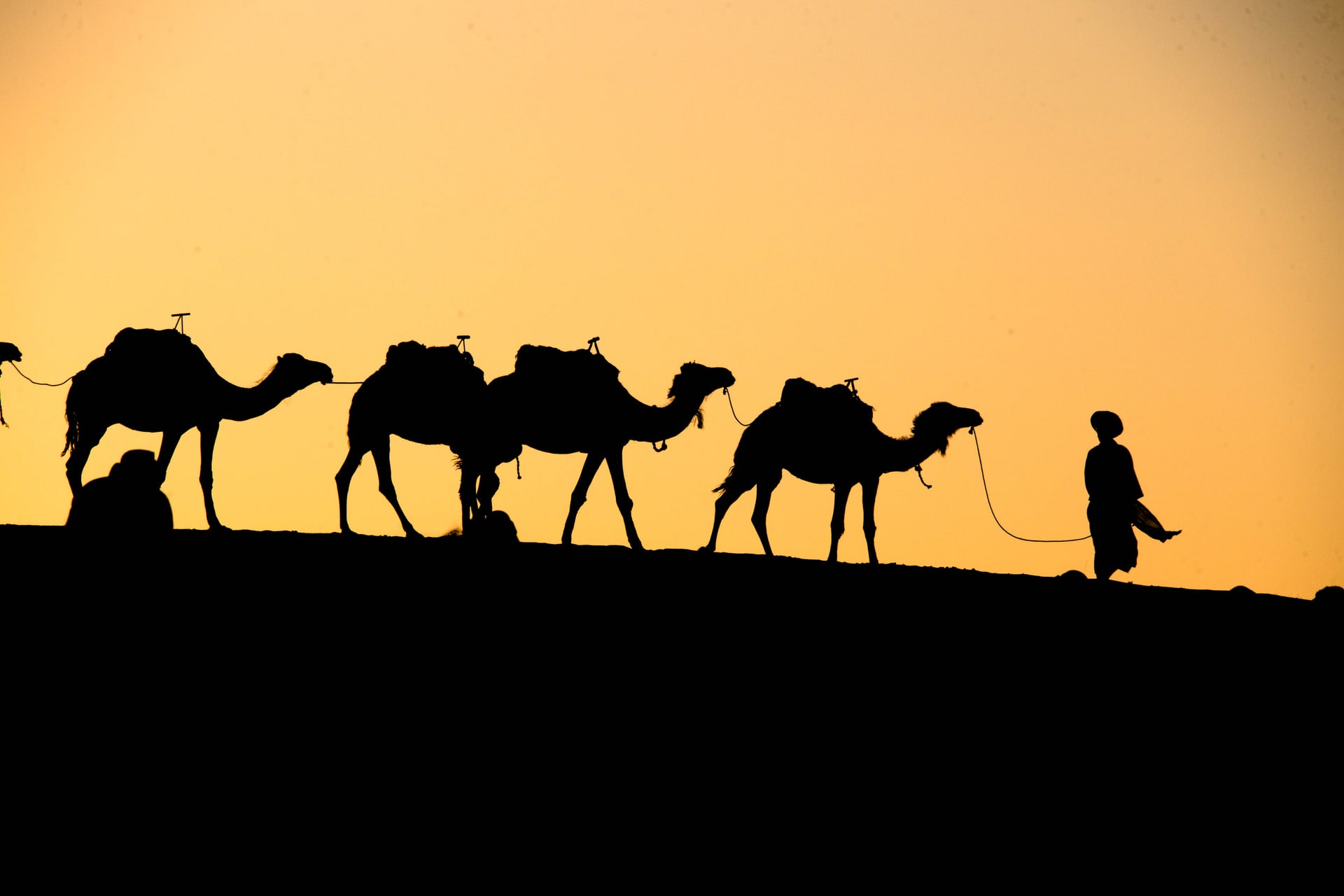 جولة على ظهر الجمل في أكفاي