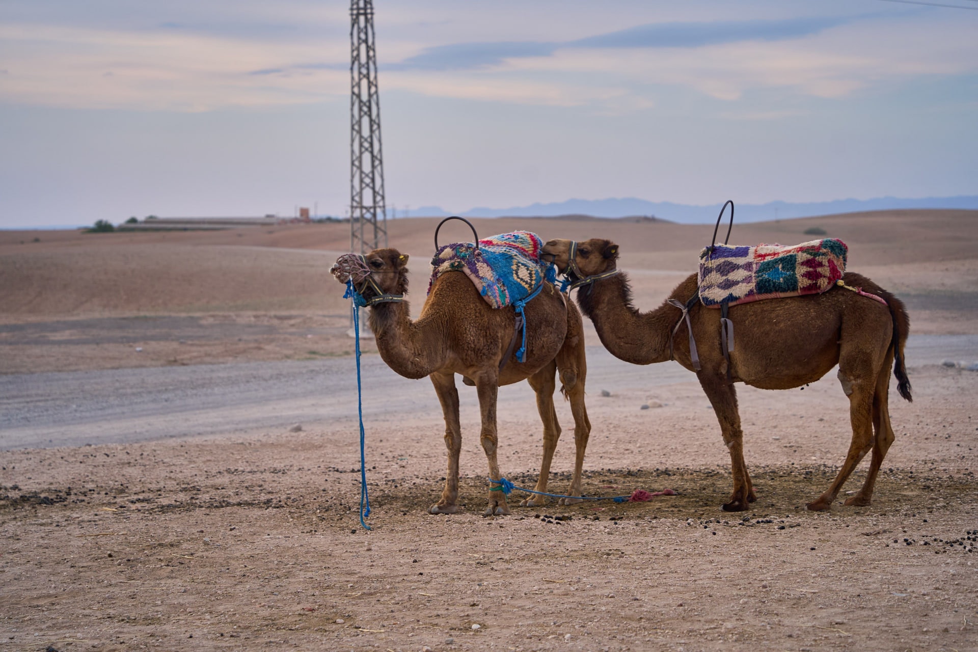 جولة على ظهر الجمل في أكفاي