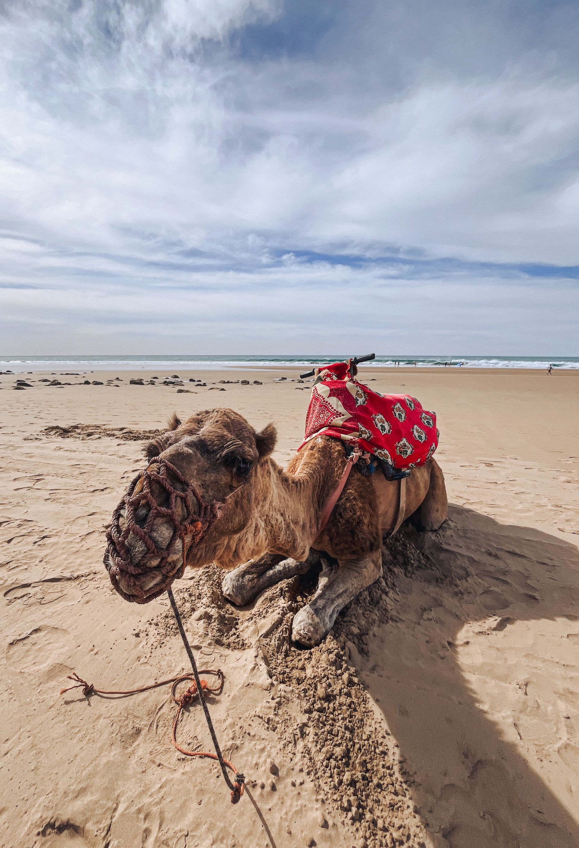 Balade à dromadaire sur la plage d'Agadir