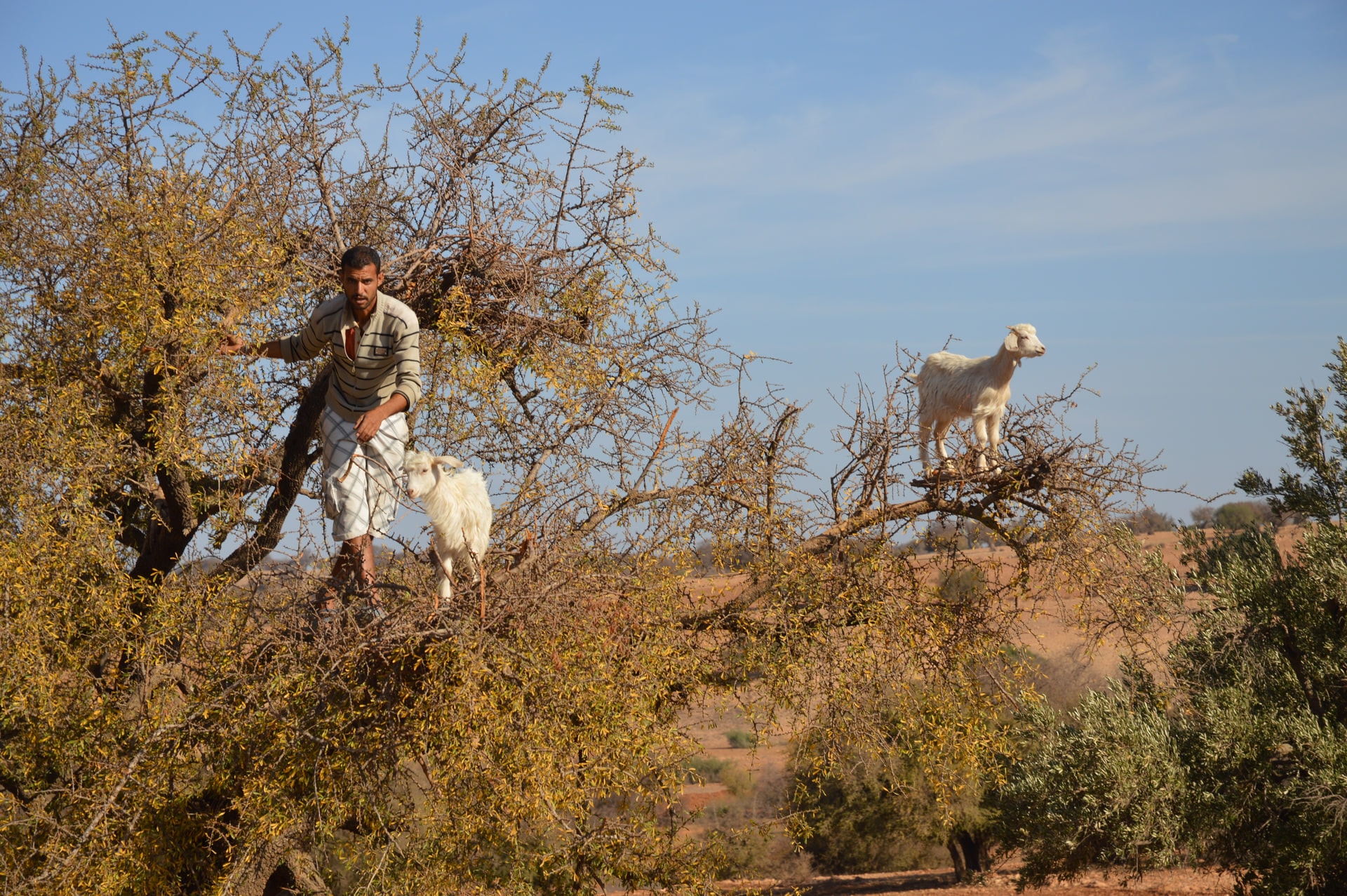 Vallée des arganiers, Maroc