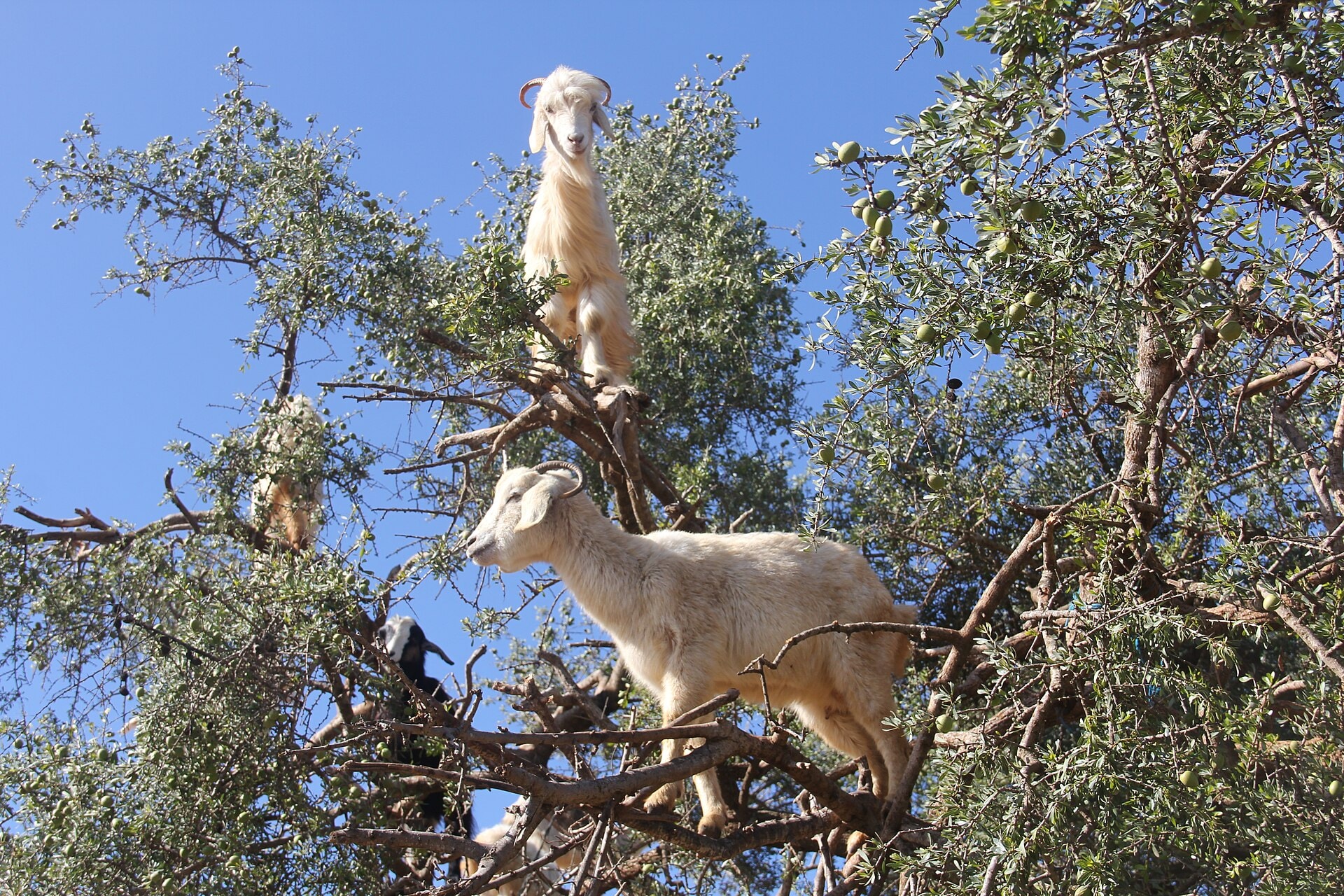 Vallée des arganiers, Maroc