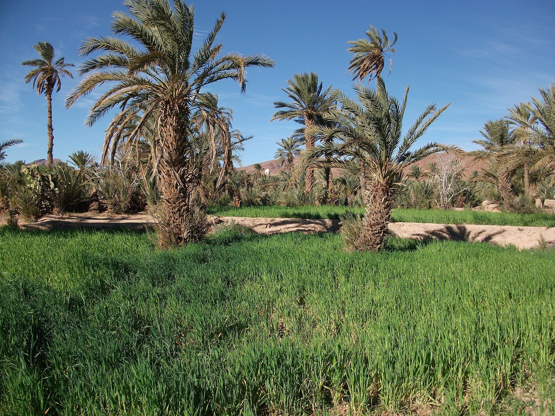 Skoura, Maroc