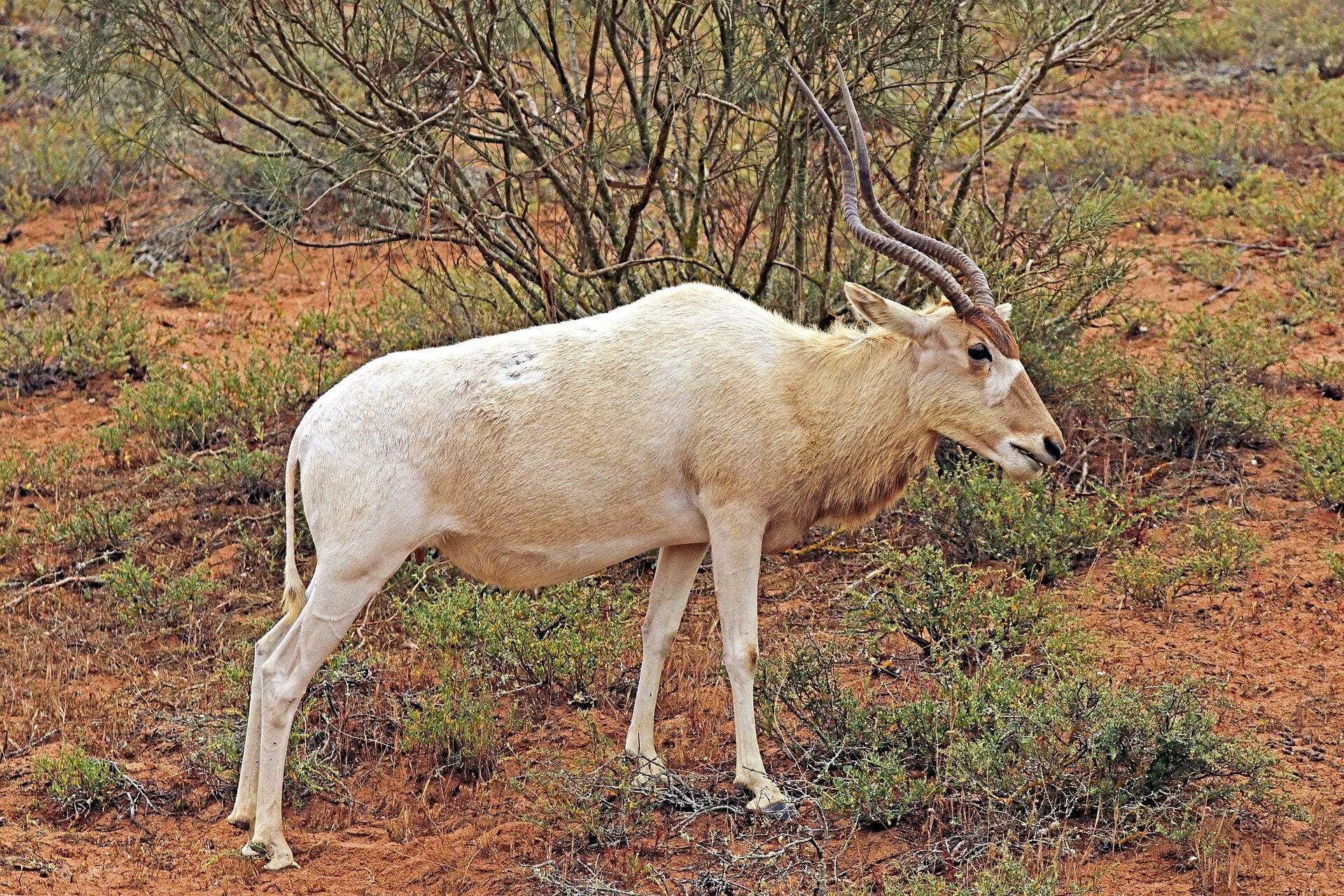 Parc national Souss-Massa, Maroc
