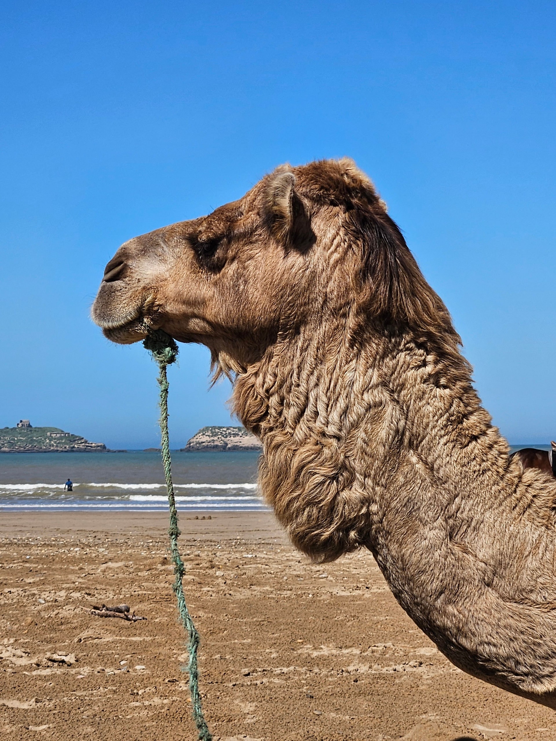 Dromedarritt am Strand von Essaouira